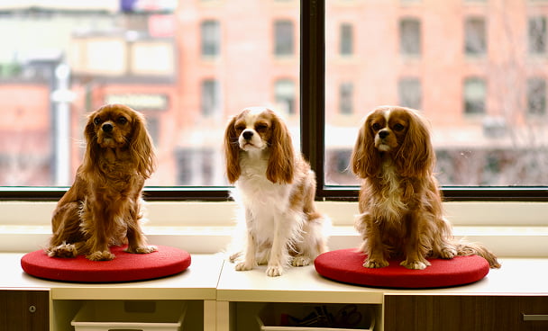 Poppy, Daisy and Chloe - three Cavalier King Charles Spaniels