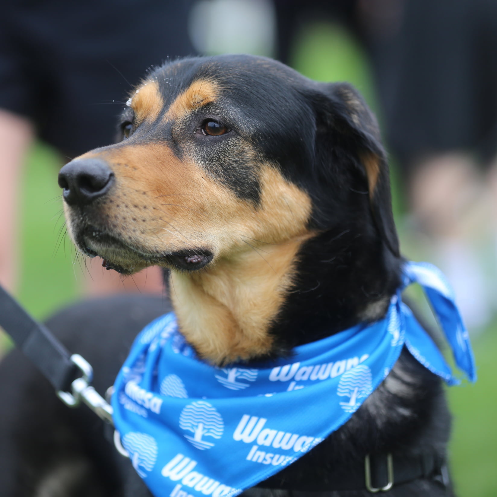 A close-up photo of a dog wearing a blue Wawanesa bandana.